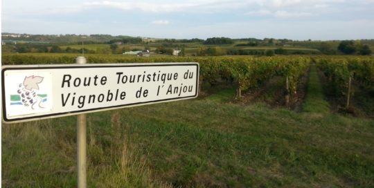 balade 2cv dans les vignes